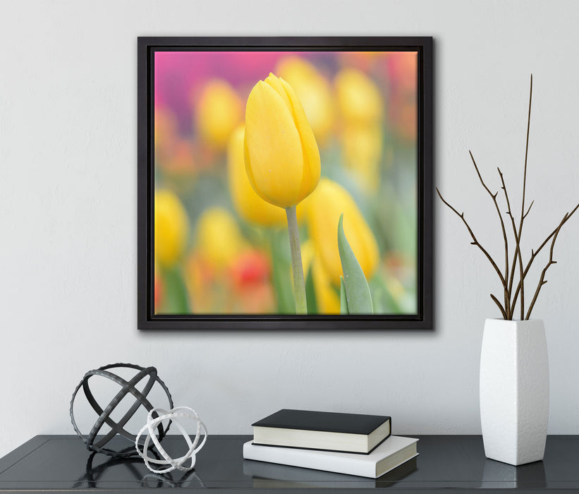 Gelbe Tulpen im Frühling  auf Leinwandbild Quadratisch gerahmt mit Kirschblüten