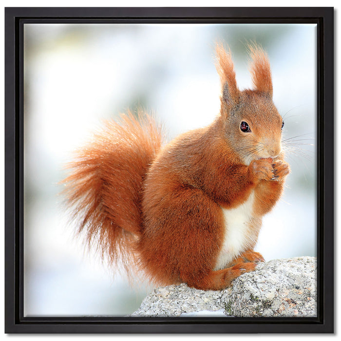 Eichhörnchen im Schnee auf Leinwandbild Quadratisch gerahmt Größe 40x40