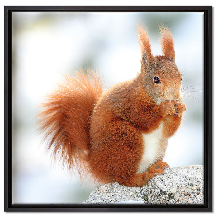 Eichhörnchen im Schnee auf Leinwandbild Quadratisch gerahmt Größe 60x60