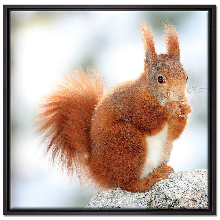 Eichhörnchen im Schnee auf Leinwandbild Quadratisch gerahmt Größe 70x70