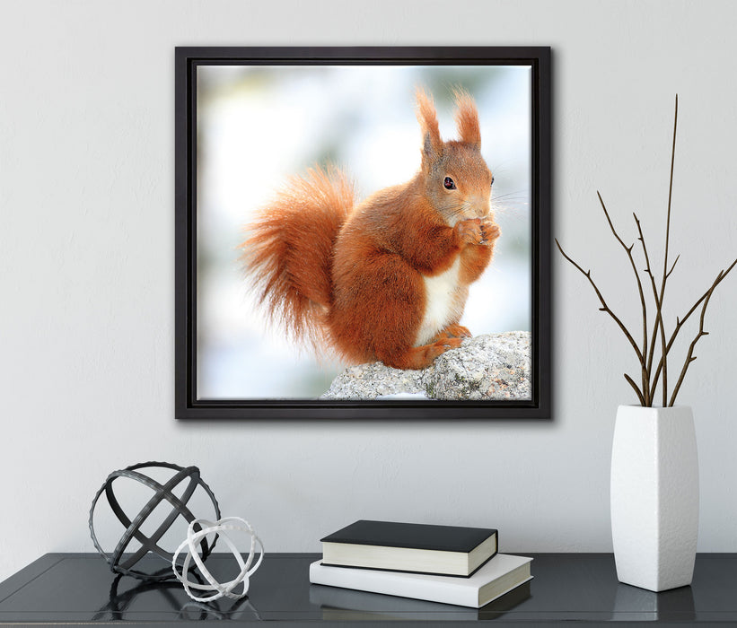 Eichhörnchen im Schnee  auf Leinwandbild Quadratisch gerahmt mit Kirschblüten