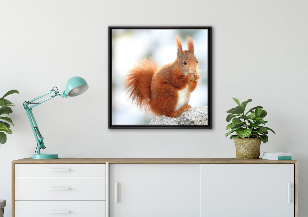 Eichhörnchen im Schnee auf Leinwandbild gerahmt Quadratisch verschiedene Größen im Wohnzimmer