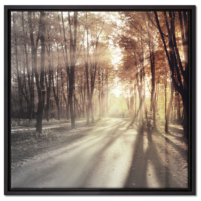Allee im Herbstlicht auf Leinwandbild Quadratisch gerahmt Größe 60x60