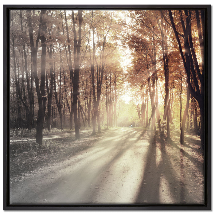 Allee im Herbstlicht auf Leinwandbild Quadratisch gerahmt Größe 70x70