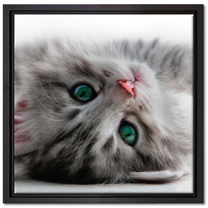 Süßes Katzenbaby auf Leinwandbild Quadratisch gerahmt Größe 40x40