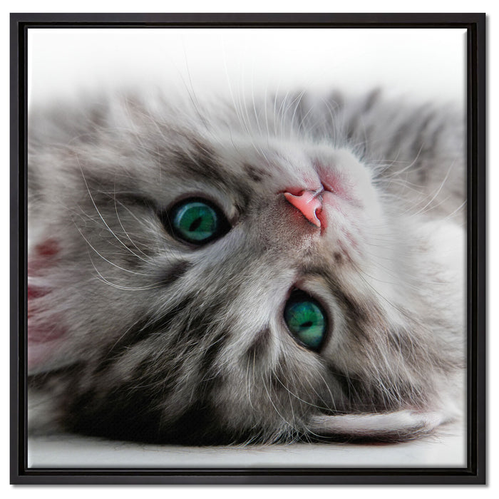 Süßes Katzenbaby auf Leinwandbild Quadratisch gerahmt Größe 60x60