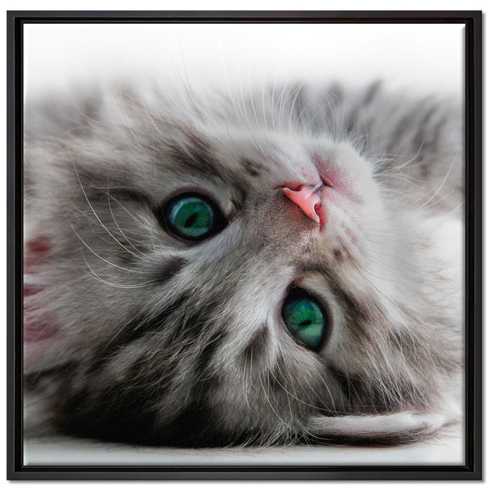 Süßes Katzenbaby auf Leinwandbild Quadratisch gerahmt Größe 70x70