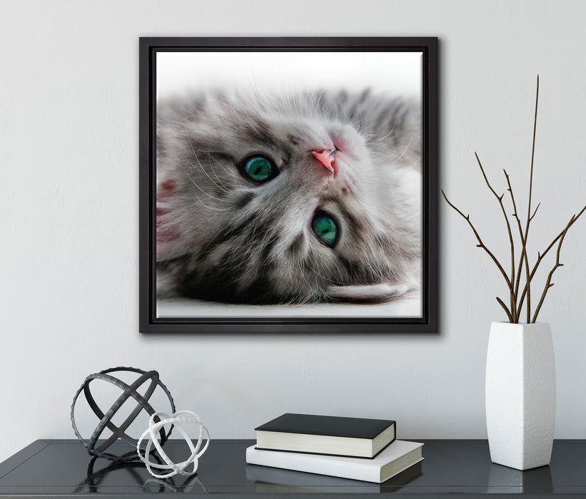 Süßes Katzenbaby  auf Leinwandbild Quadratisch gerahmt mit Kirschblüten