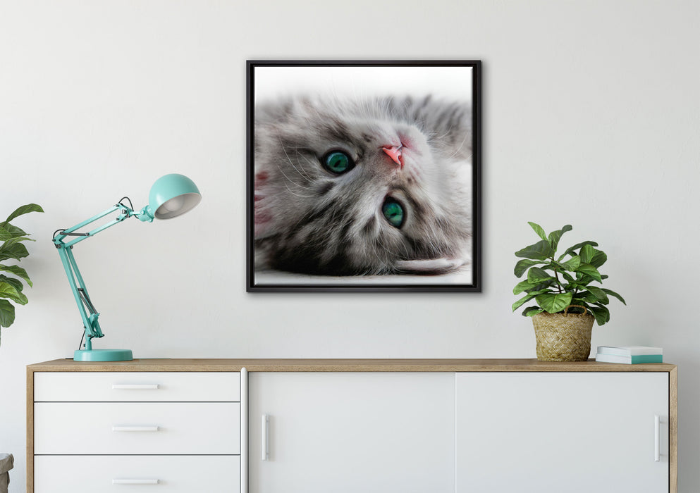 Süßes Katzenbaby auf Leinwandbild gerahmt Quadratisch verschiedene Größen im Wohnzimmer