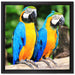 Zwei Papageien auf Leinwandbild Quadratisch gerahmt Größe 40x40