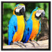 Zwei Papageien auf Leinwandbild Quadratisch gerahmt Größe 60x60
