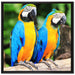 Zwei Papageien auf Leinwandbild Quadratisch gerahmt Größe 70x70