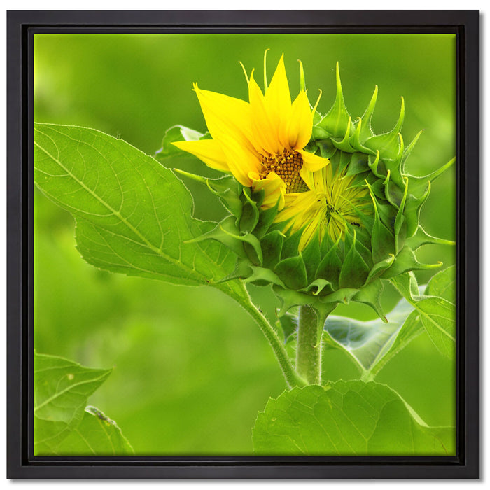 Aufblühende Sonnenblume auf Leinwandbild Quadratisch gerahmt Größe 40x40
