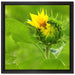 Aufblühende Sonnenblume auf Leinwandbild Quadratisch gerahmt Größe 40x40