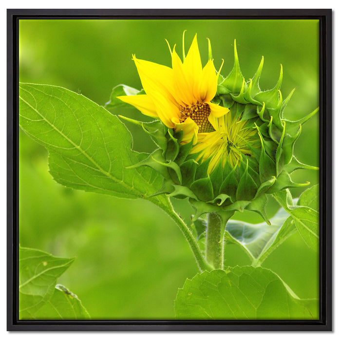 Aufblühende Sonnenblume auf Leinwandbild Quadratisch gerahmt Größe 60x60