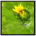 Aufblühende Sonnenblume auf Leinwandbild Quadratisch gerahmt Größe 70x70