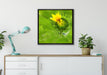 Aufblühende Sonnenblume auf Leinwandbild gerahmt Quadratisch verschiedene Größen im Wohnzimmer