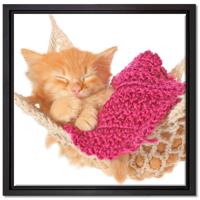 Katzenbaby in Hängematte auf Leinwandbild Quadratisch gerahmt Größe 40x40
