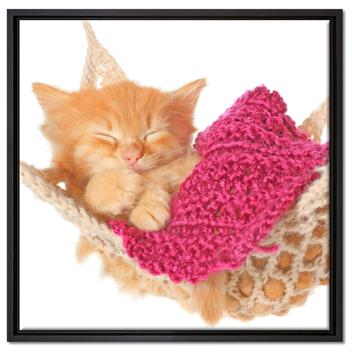 Katzenbaby in Hängematte auf Leinwandbild Quadratisch gerahmt Größe 60x60