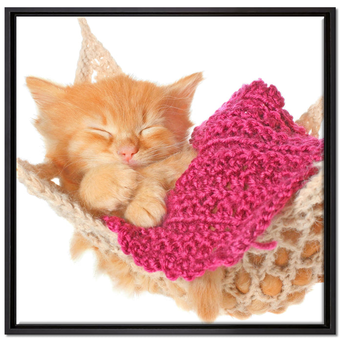 Katzenbaby in Hängematte auf Leinwandbild Quadratisch gerahmt Größe 70x70