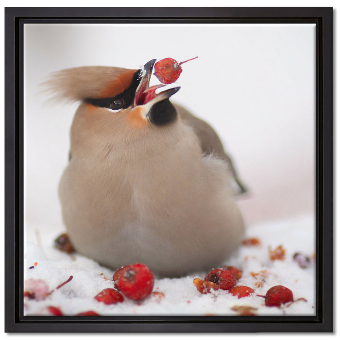 Kleiner Vogel im Schnee auf Leinwandbild Quadratisch gerahmt Größe 40x40