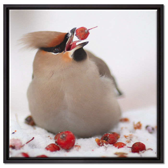 Kleiner Vogel im Schnee auf Leinwandbild Quadratisch gerahmt Größe 60x60