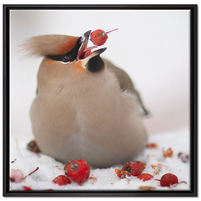 Kleiner Vogel im Schnee auf Leinwandbild Quadratisch gerahmt Größe 70x70