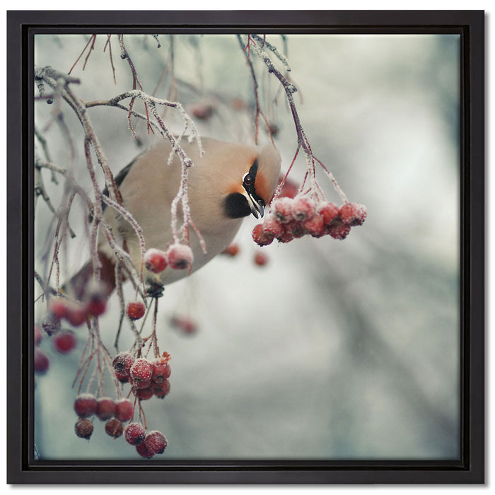 Kleiner Vogel im Vogelbeerbaum auf Leinwandbild Quadratisch gerahmt Größe 40x40