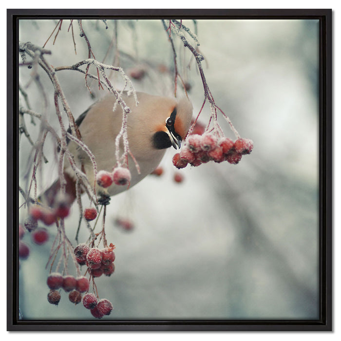 Kleiner Vogel im Vogelbeerbaum auf Leinwandbild Quadratisch gerahmt Größe 60x60