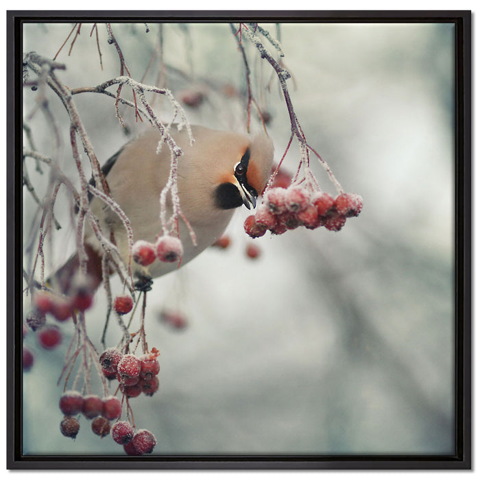Kleiner Vogel im Vogelbeerbaum auf Leinwandbild Quadratisch gerahmt Größe 70x70