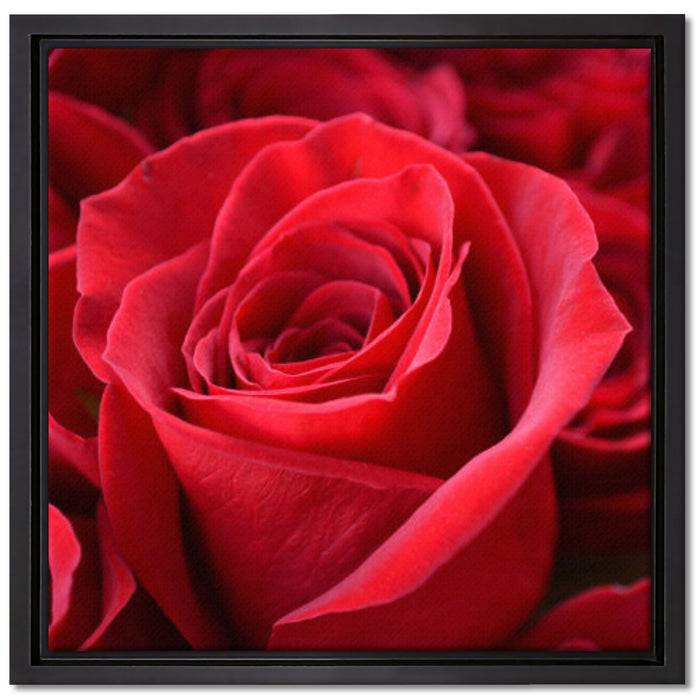 Romantische Rosen auf Leinwandbild Quadratisch gerahmt Größe 40x40