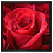 Romantische Rosen auf Leinwandbild Quadratisch gerahmt Größe 60x60