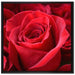 Romantische Rosen auf Leinwandbild Quadratisch gerahmt Größe 70x70