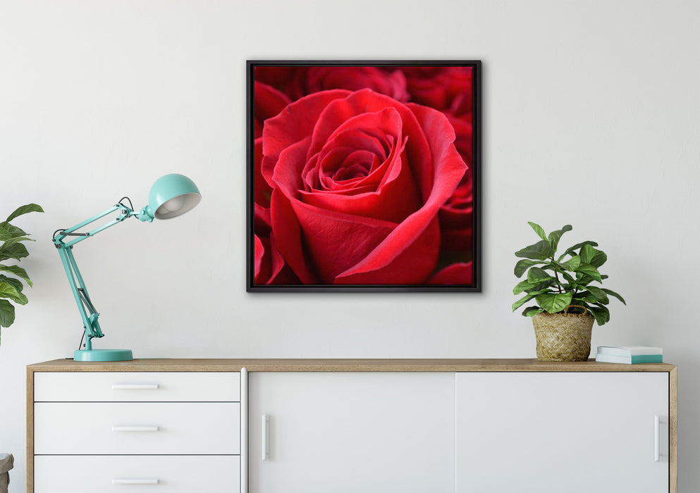 Romantische Rosen auf Leinwandbild gerahmt Quadratisch verschiedene Größen im Wohnzimmer
