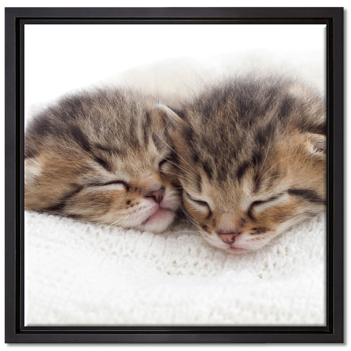 Schlummernde Kätzchen auf Leinwandbild Quadratisch gerahmt Größe 40x40