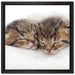 Schlummernde Kätzchen auf Leinwandbild Quadratisch gerahmt Größe 40x40
