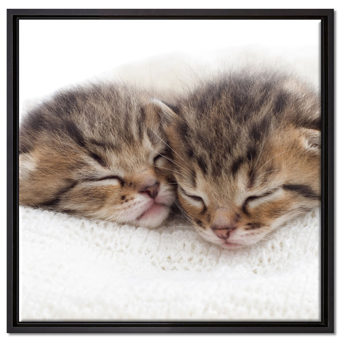 Schlummernde Kätzchen auf Leinwandbild Quadratisch gerahmt Größe 60x60