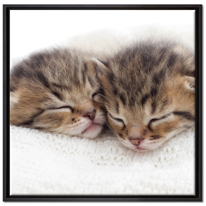 Schlummernde Kätzchen auf Leinwandbild Quadratisch gerahmt Größe 70x70