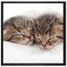Schlummernde Kätzchen auf Leinwandbild Quadratisch gerahmt Größe 70x70