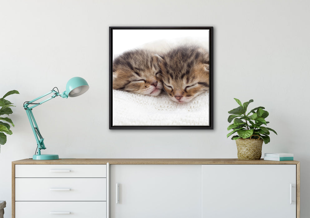 Schlummernde Kätzchen auf Leinwandbild gerahmt Quadratisch verschiedene Größen im Wohnzimmer