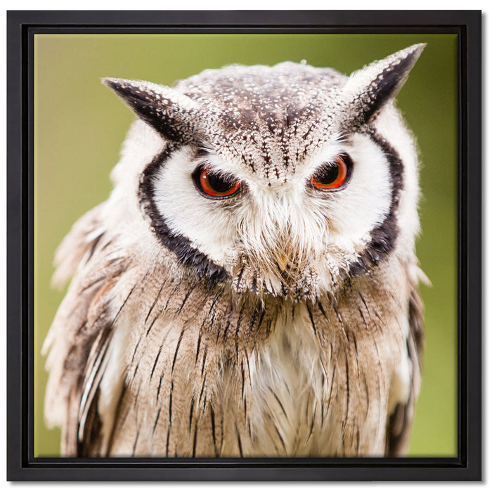 Nordbüscheleule auf Leinwandbild Quadratisch gerahmt Größe 40x40