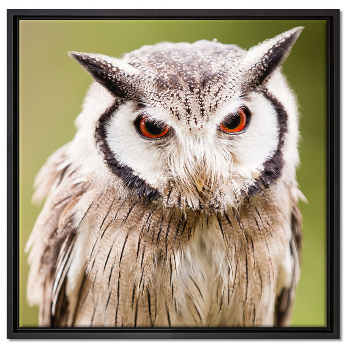 Nordbüscheleule auf Leinwandbild Quadratisch gerahmt Größe 60x60