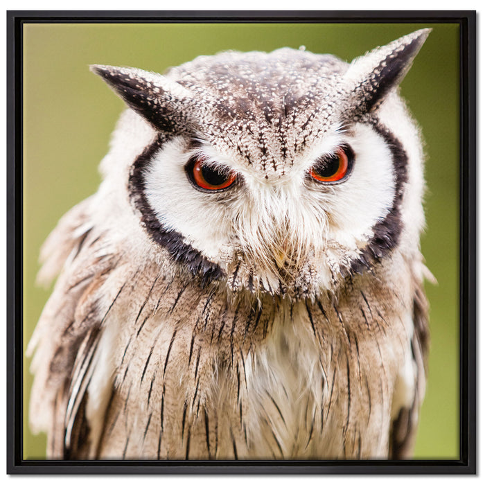 Nordbüscheleule auf Leinwandbild Quadratisch gerahmt Größe 70x70