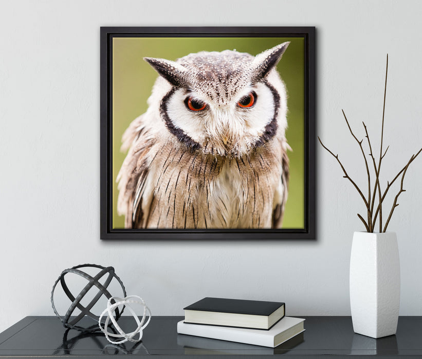 Nordbüscheleule  auf Leinwandbild Quadratisch gerahmt mit Kirschblüten