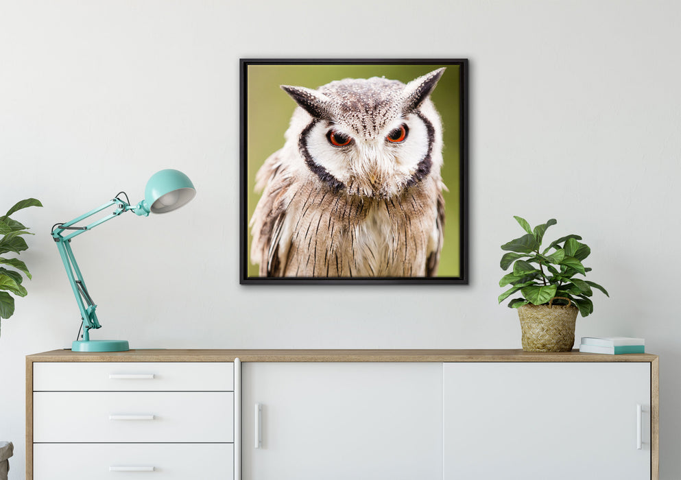 Nordbüscheleule auf Leinwandbild gerahmt Quadratisch verschiedene Größen im Wohnzimmer