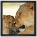 Löwenmutter schmusend mit Junges auf Leinwandbild Quadratisch gerahmt Größe 40x40
