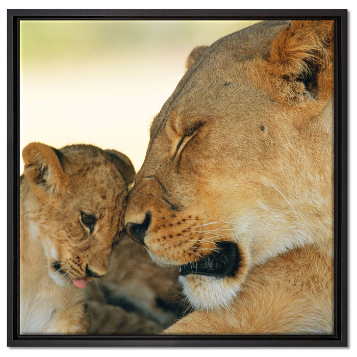 Löwenmutter schmusend mit Junges auf Leinwandbild Quadratisch gerahmt Größe 60x60