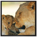 Löwenmutter schmusend mit Junges auf Leinwandbild Quadratisch gerahmt Größe 70x70