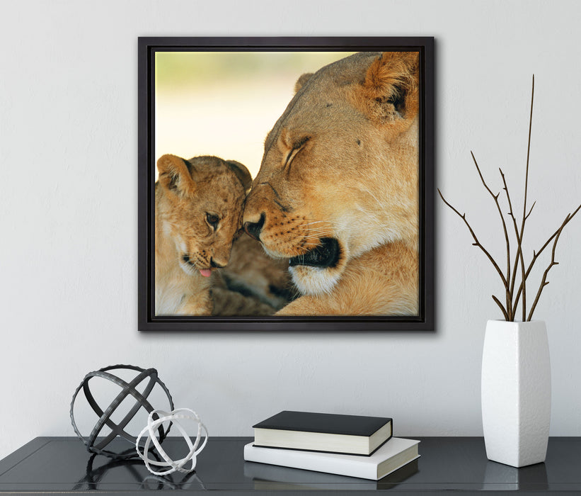 Löwenmutter schmusend mit Junges  auf Leinwandbild Quadratisch gerahmt mit Kirschblüten