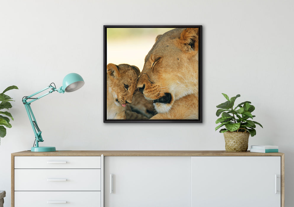 Löwenmutter schmusend mit Junges auf Leinwandbild gerahmt Quadratisch verschiedene Größen im Wohnzimmer